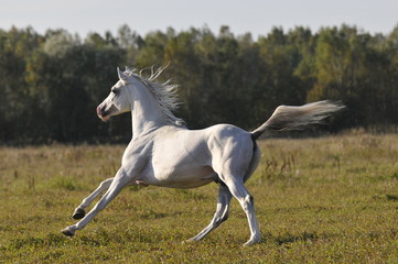 white horse running gallop