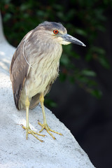 Juvenile Black Crowned Night Heron