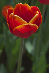 Tulipa Vermelha