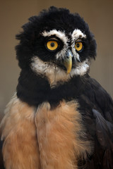 Spectacled Owl