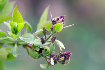 branch with violet flowers