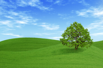 Fototapeta na wymiar Zielone drzewo w polu