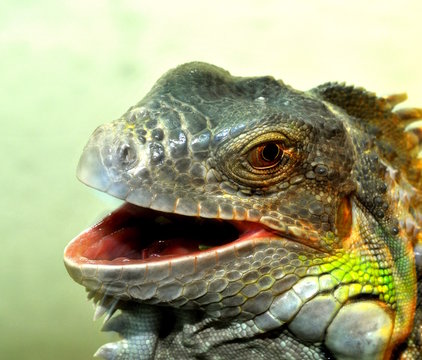 Leguan