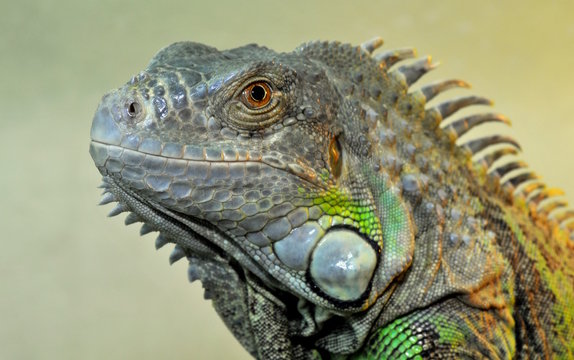Leguan