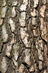 Pine bark