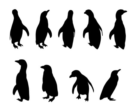 penguin silhouettes (Spheniscus humboldti)