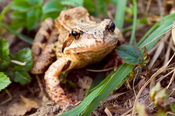 Frog in the grass