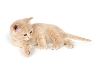 Yellow kitten on white background