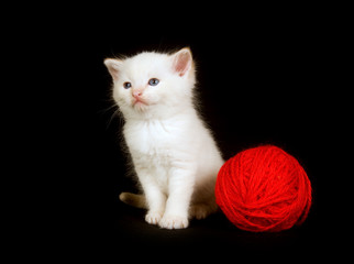 White kitten and red yarn