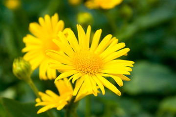 Close-up of yellow daisies