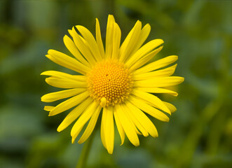 Close-up of yellow daisy