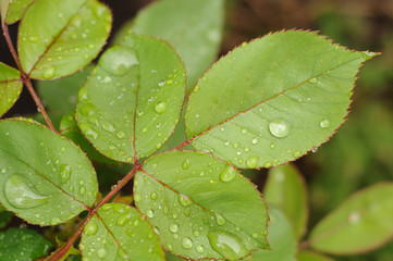 Hojas de rosal