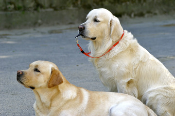2 Labrador Retriever von der Seite Pfeife im Fang