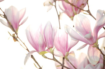 Fototapeta premium Magnolien in weiß