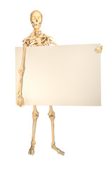Human skeleton holding blank sign