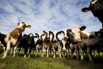 Crédence de cuisine en plexiglas Vache Dutch cows