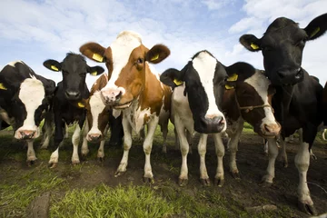 Zelfklevend Fotobehang Koe Dutch cows