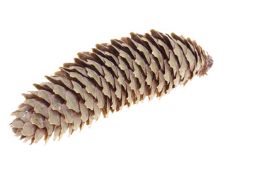spruce cone