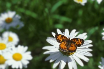 Closeup of monarch butterfly on a daisy