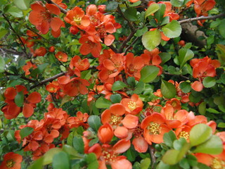 Blüten01