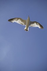 Seagull flying in the sky
