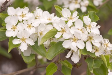 A cluster of white flowers