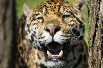 Closeup of a leopard