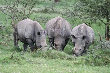 trio de rinocerontes