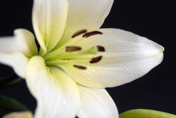 Fototapeta na wymiar Beautiful White Flower