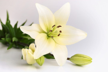 Naklejka na ściany i meble Beautiful White Flower
