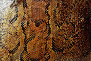 Beautifully patterned snakeskin closeup