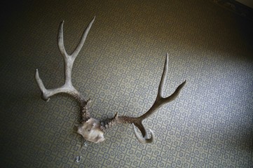 Deer antlers