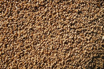 wheat beans