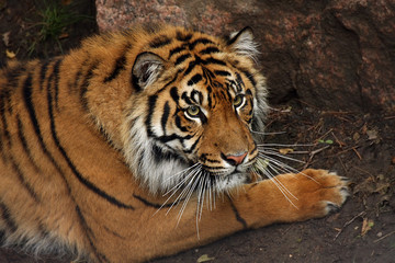 Sumatran Tiger