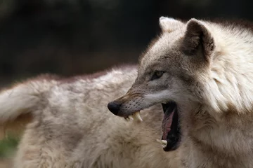 Rolgordijnen Wolf Agressief roofdier