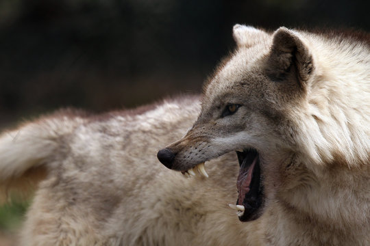 Wolf Open Mouth Images – Browse 1,539 Stock Photos, Vectors, and Video |  Adobe Stock