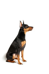 MINIATURE PINCHER ISOLATED ON WHITE BACKGROUND