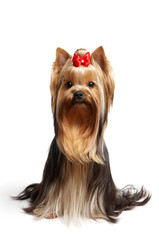 YOUNG MALE OF THE YORKSHIRE TERRIER ON WHITE BACKGROUND