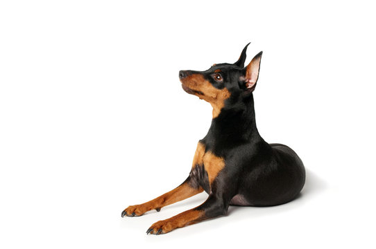 MINIATURE PINCHER LYING ON WHITE BACKGROUND