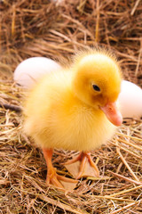 Ducklings and eggs in hay background