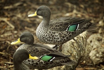 South African yellow billed ducks