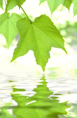 Goldgreen leaves reflecting in the water