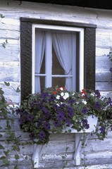 Window and flowering window box