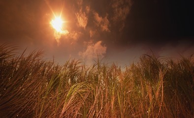 Tall grasses against a dark sun