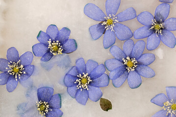 Frozen in ice spring flower