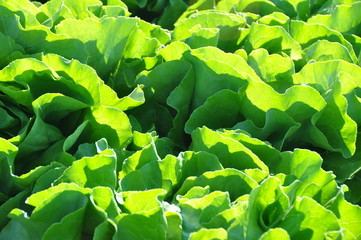Kopfsalat