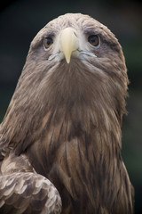 Eagle Close Up Portrait