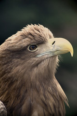 Eagle Close Up Portrait