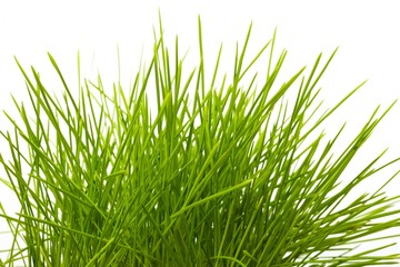 Young juicy green grass