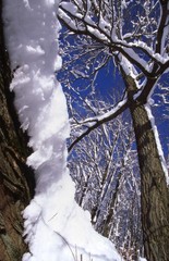 Snow covered trees and branches
